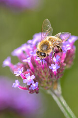 Bee - Apis mellifera - pollinates Verbena bonariensis