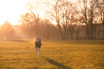 Whippet Running in a field