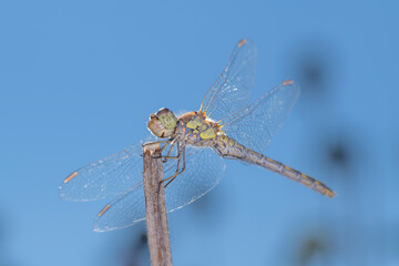 Common Darter - Sympetrum striolatum - in their natural habitat
