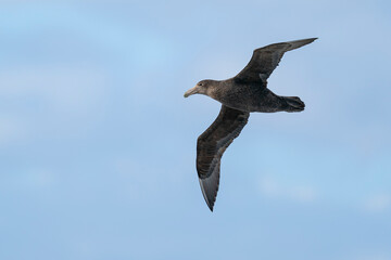 The southern giant petrel (Macronectes giganteus)