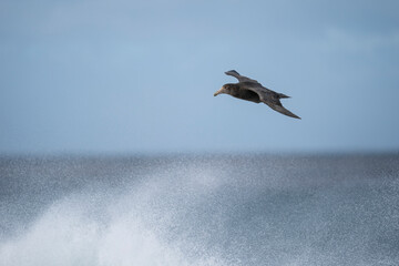The southern giant petrel (Macronectes giganteus)