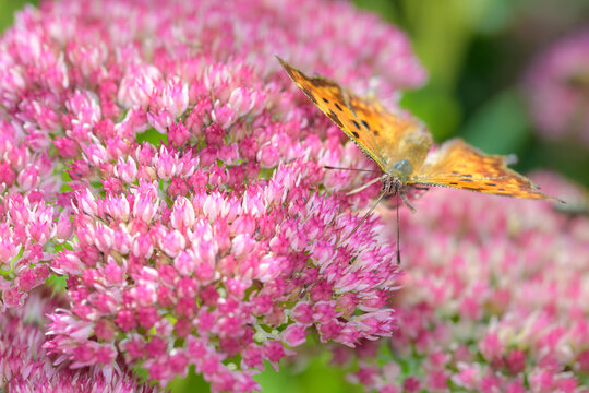 Comma butterfly - Polygonia c-album - on a orpine blossom - Sedum telephium