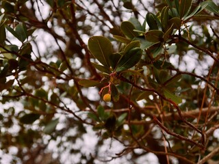 Lonely fruit of the strawberry tree (Arbutus unedo) durong winter in the South of France