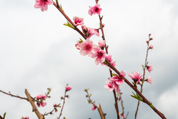 Abstract and conceptual of peach flower - Pink Flowers Blooming Peach Tree -  Open peach blossoms