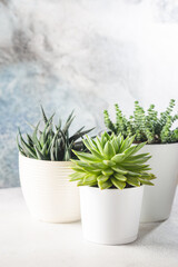 succulents in a white pots on a light background, minimalist composition