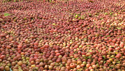 Famous Fresh Kashmiri Red apple stock in an orchard. Kashmir Valley, India. Closeup apple background.