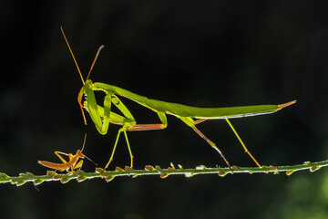 european mantis, mantis religiosa, standing on two blooming heads of thistle in summer at sunset. Green insect with long legs and antennas clinging on plant.