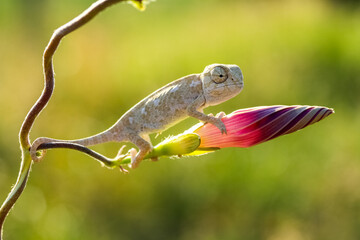 Macro shots, Beautiful nature scene baby grey chameleon © mehmetkrc