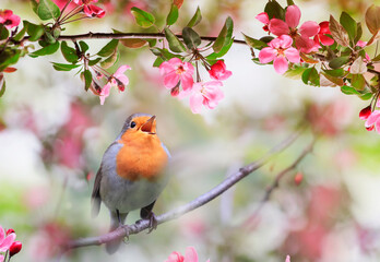 Naklejki  mały ptak śpiewający, rudzik, siedzi w maju w słonecznym ogrodzie wśród kwiatów jabłoni