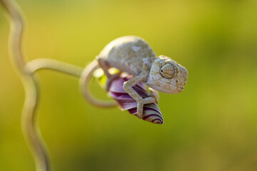 Macro shots, Beautiful nature scene baby grey chameleon
