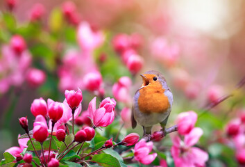  small songbird, a robin, sits in a sunny garden in May among the flowers of an apple tree