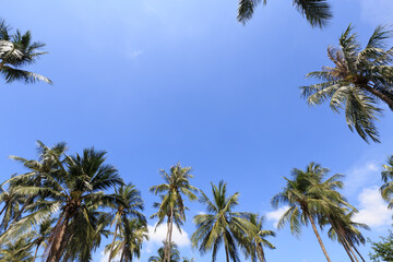 Naklejka na ściany i meble Coconut tree against blue sky