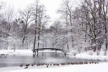 Zima w parku pszczyńskim © Sebastian