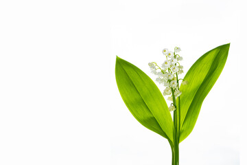 Lily of the valley flower on white background.