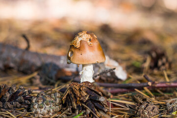 Grzyb w lesie © Sebastian