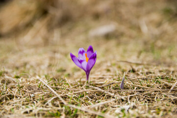 Krokus