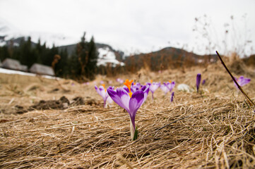 Polana krokusów © Sebastian
