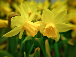 Couple of yellow daffodils (Narcissus sp.) in garden in spring.