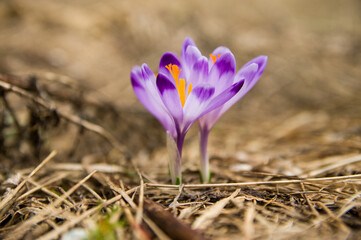 Krokus