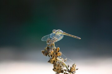 Close view of a dragonfly