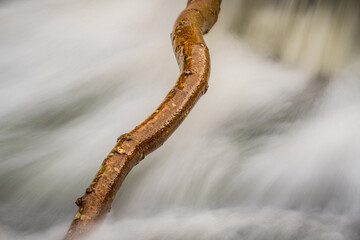 A branch of a tree in the Lower Falls of the Aysgarth Falls, North Yorkshire, England, UK