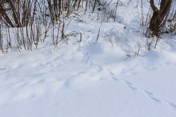 Traces left on freshly fallen white snow