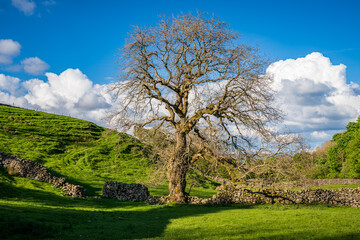 Obraz premium Yorkshire Dales landscape near Gayle, North Yorkshire, England, UK