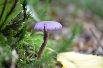 Champignon violet sur un sol de mousse en forêt