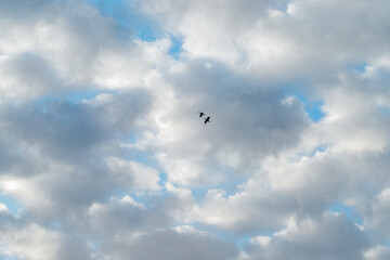 Silhouettes of two birds cranes with with open wings on a blue sky with white clouds