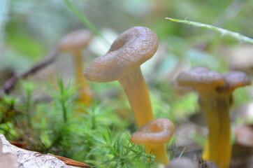 Champignon orange sur le sol en forêt