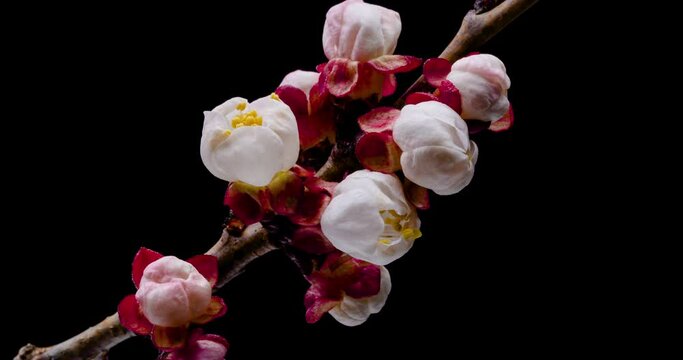 Spring flowers. Apricot flowers on an apricots branch blossom on a black background, twist clockwise.
