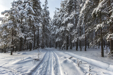 Ski trail through the forest. The sun shines between the trunks of the pines in the winter forest