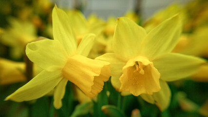 Couple of yellow daffodils (Narcissus sp.) in blossom field in spring.