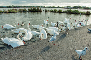 Beautiful Swans on the lake