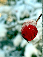 winter berry
