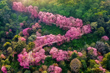 Aerial view of pink cherry blossom trees on mountains.