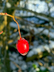 winter berries