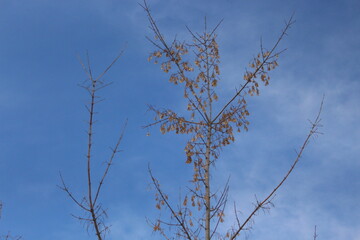 Branches with dry seeds on the background of the winter sky