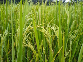 green rice field 🌾🌾