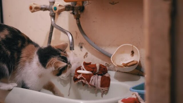 Curious Domestic Multicolored Cat Plays Paw with Running Water in Tap in Bath