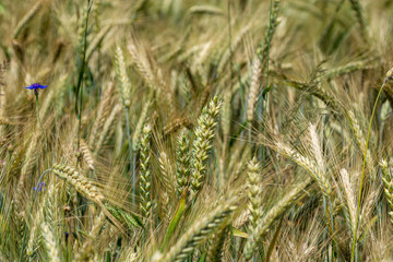 Ears of  wheat - field of grain in summer - obrazy, fototapety, plakaty