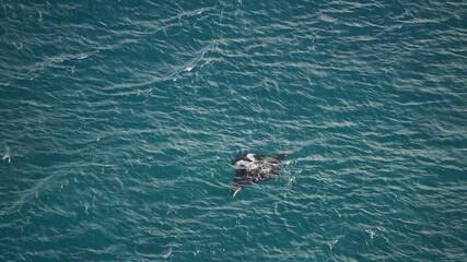Fototapeta premium the view of a manta ray from the light house Farol de Dona Amelia in Sao Pedro, on the island Sao Vicente, Cabo Verde, in the month of December