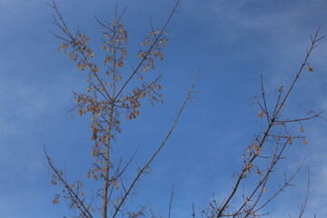 Branches with dry seeds on the background of the winter sky