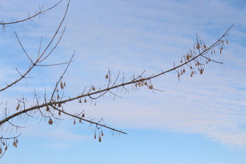 Branches with dry seeds on the background of the winter sky