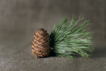 Fototapeta premium Cedar cone close-up with spruce twig on a sackcloth background.
