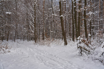 Winter forest in the snow.   
