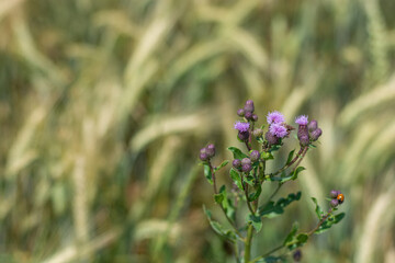 Plumeless thistle (Carduus, teasel) blooming in the meadow, flower blooming against the grain field