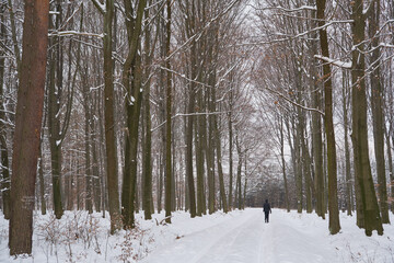 The woman walking in the snowy forest in the winter.
