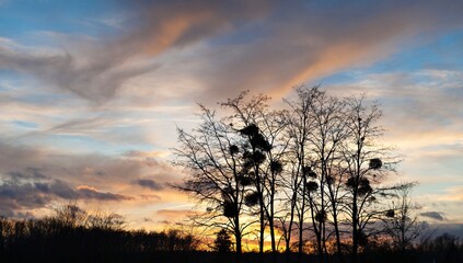 Arbres sur coucher de soleil