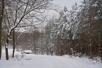 Winter forest in the snow.   